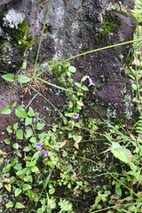 Torenia asiatica