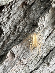 Scutigera coleoptrata