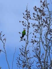 Polytelis swainsonii