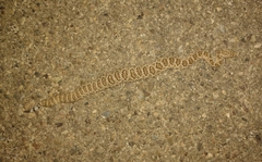 Crotalus scutulatus