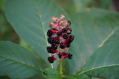Phytolacca acinosa