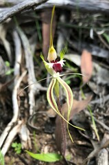 Caladenia tensa