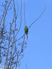 Polytelis swainsonii