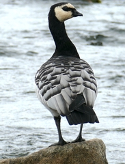 Branta leucopsis