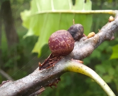 Kokkocynips imbricariae