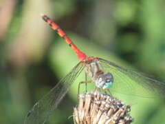 Sympetrum ambiguum