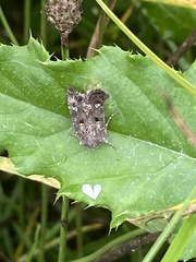 Lacinipolia renigera