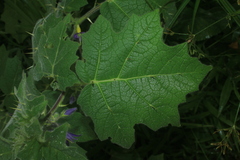 Solanum mammosum