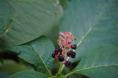 Phytolacca acinosa