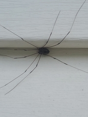 Sclerosomatidae