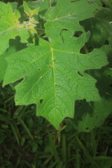 Solanum mammosum