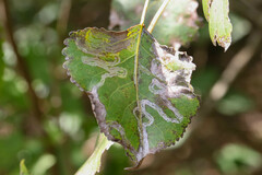 Phyllocnistis populiella