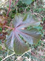 Jatropha gossypiifolia