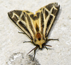 Apantesis carlotta