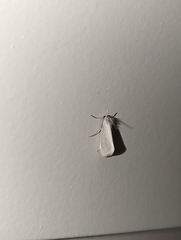 Tipanaea patulella