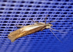 Ypsolopha parenthesella