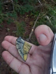 Boletus subvelutipes