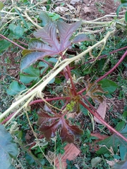 Jatropha gossypiifolia