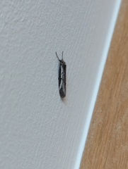 Philobota stella