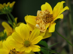 Cirrhophanus triangulifer