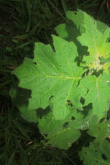 Solanum mammosum