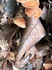Marasmius sullivantii