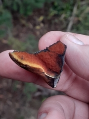 Boletus subvelutipes