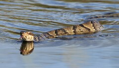 Agkistrodon piscivorus