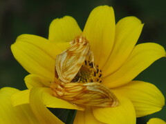 Cirrhophanus triangulifer