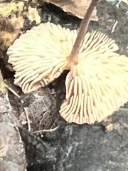 Marasmius sullivantii