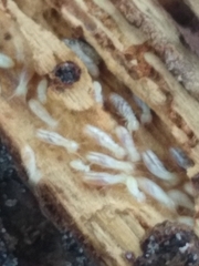 Reticulitermes flavipes