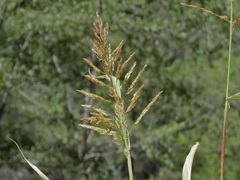 Sorghum halepense
