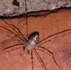 Dicranopalpus
