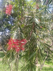 Melaleuca viminalis