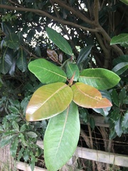 Ficus americana