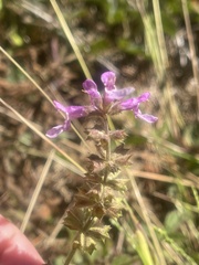 Stachys bullata