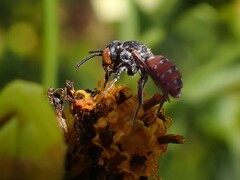 Holcopasites calliopsidis