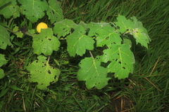 Solanum mammosum