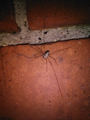 Dicranopalpus