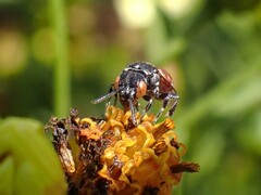 Holcopasites calliopsidis