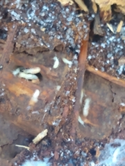 Reticulitermes flavipes