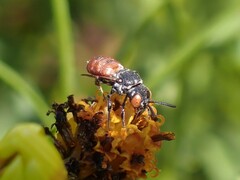 Holcopasites calliopsidis