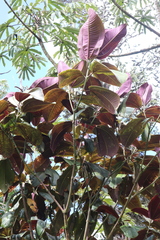 Miconia calvescens