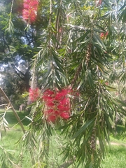 Melaleuca viminalis