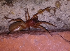 Dysdera crocata