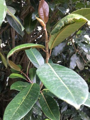 Ficus americana