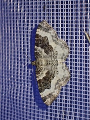 Epirrhoe rivata