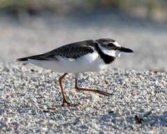 Charadrius wilsonia