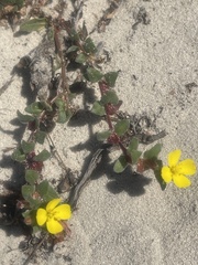 Camissoniopsis cheiranthifolia cheiranthifolia