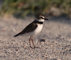 Charadrius wilsonia